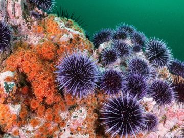 MAROKO133 Hot ai: Sea urchin pandemic spreads across Canary Islands, triggering near-total