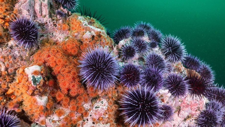 MAROKO133 Hot ai: Sea urchin pandemic spreads across Canary Islands, triggering near-total