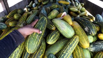 MAROKO133 Update kesehatan: Jadi Menu Khas Ramadan, Begini Manfaat Medis Air Nabeez hingga