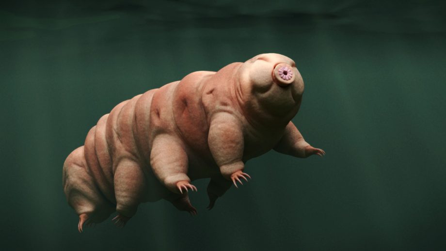 MAROKO133 Eksklusif ai: Tough, space-proof ‘water bears’ would fail in Martian soil, study