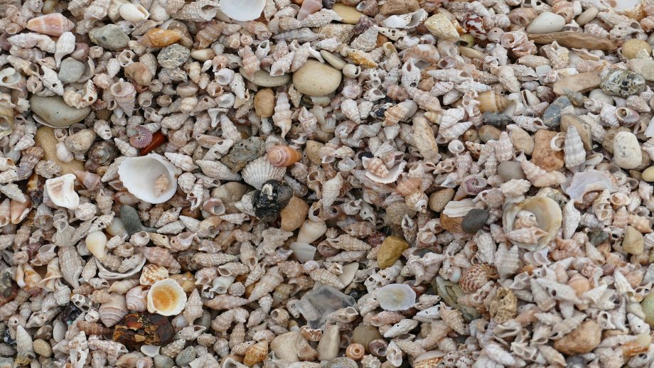 MAROKO133 Update ai: 1,200-year-old island found in Fiji is made of edible shellfish remai